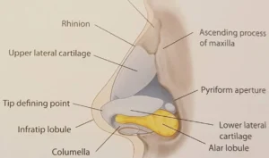 องค์ประกอบของจมูก